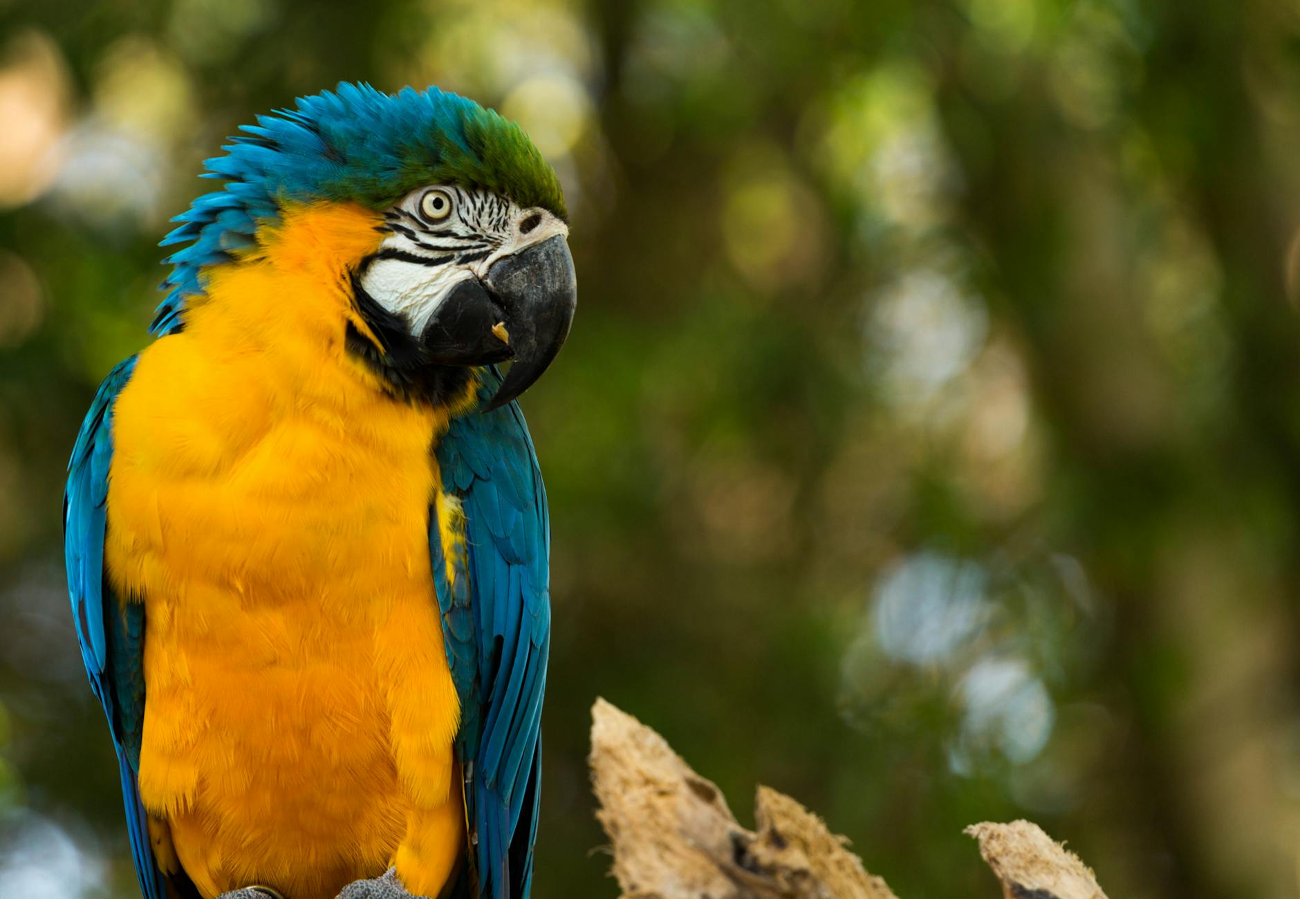Parque Ecológico Urbano de Ananindeua (PEUA) em Ananindeua - Brasil