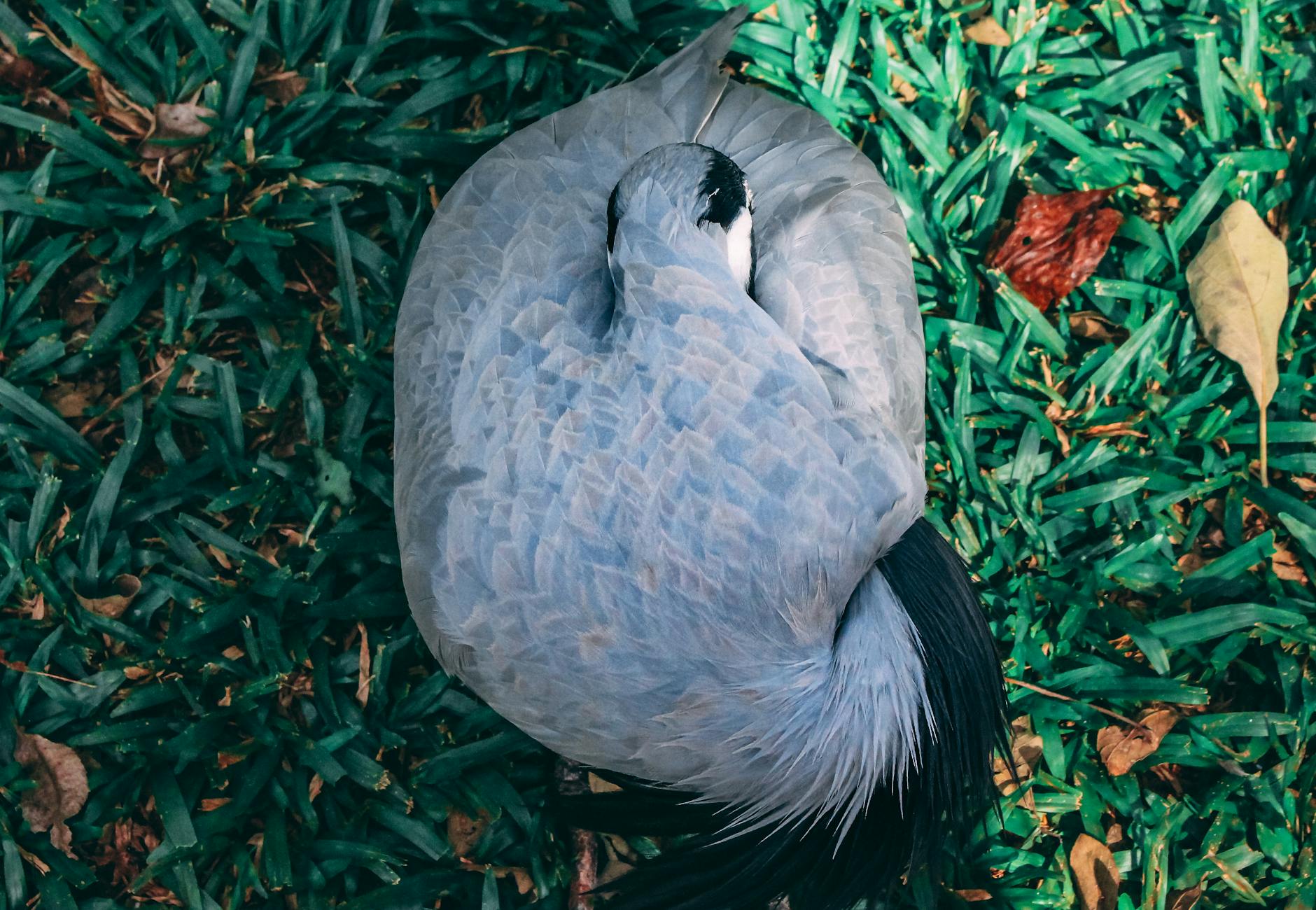 Parque das Aves em Araucária - Brasil