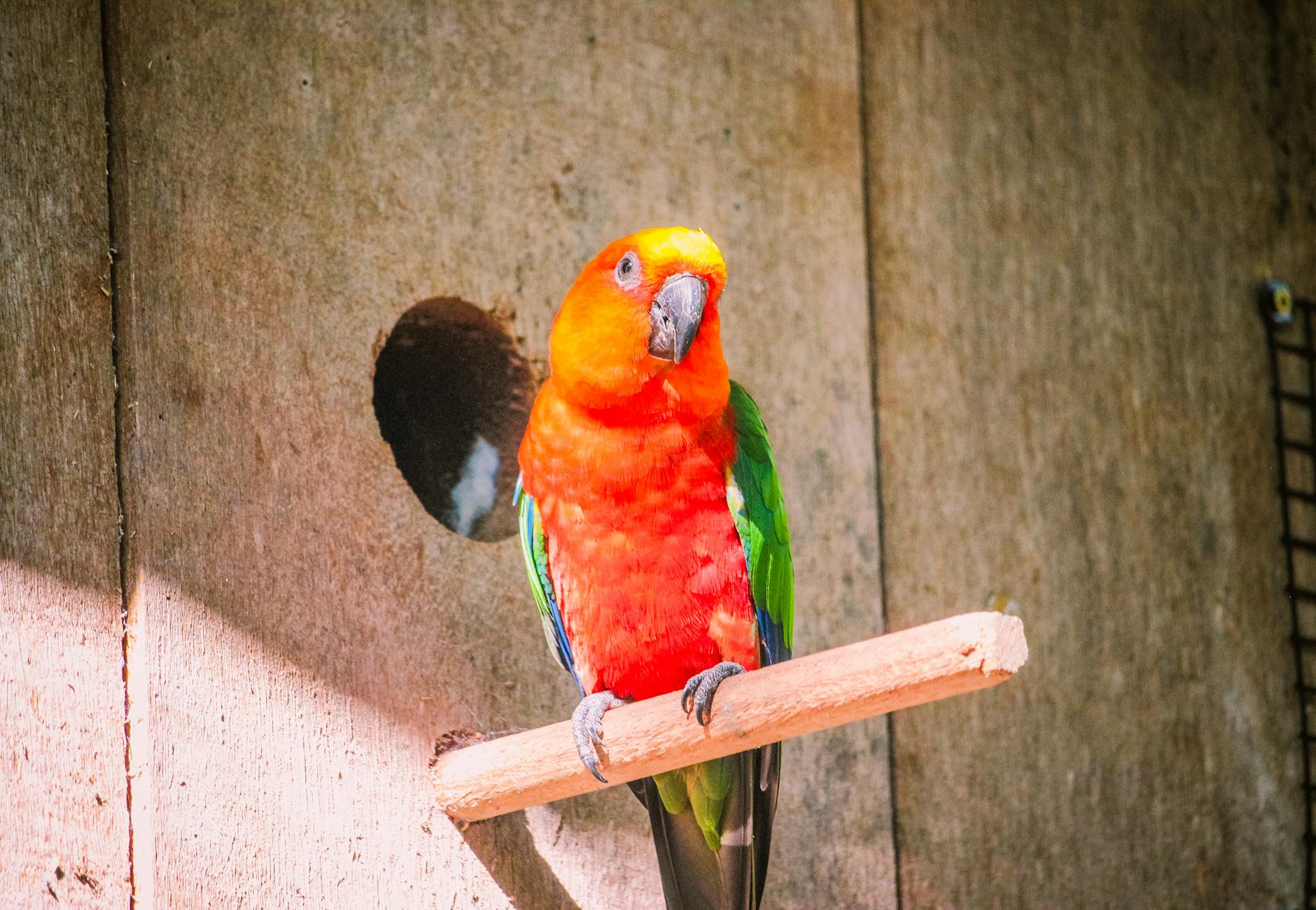 Parque das Aves em Foz do Iguaçu - Brasil