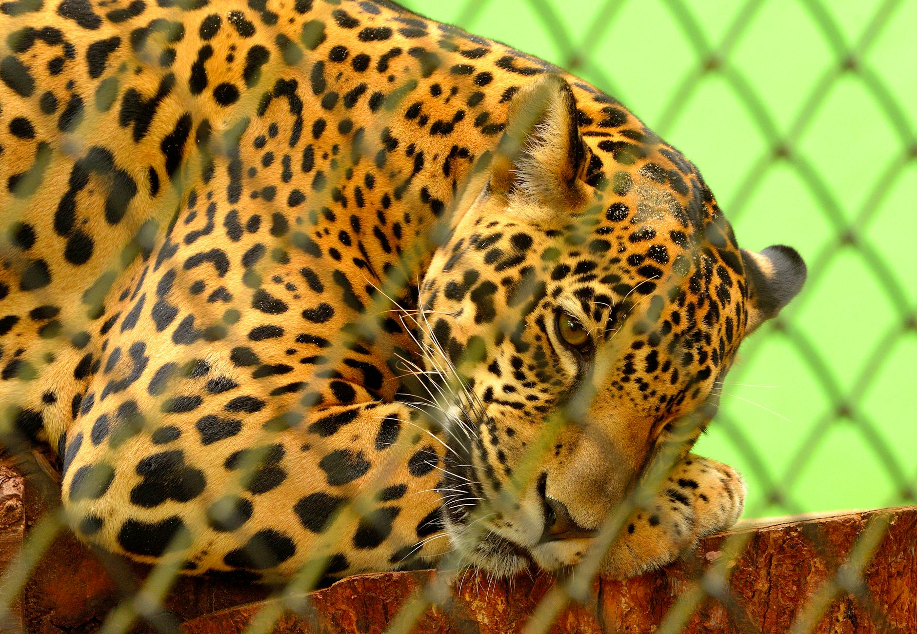 Jardim do Ó em Itabuna - Brasil
