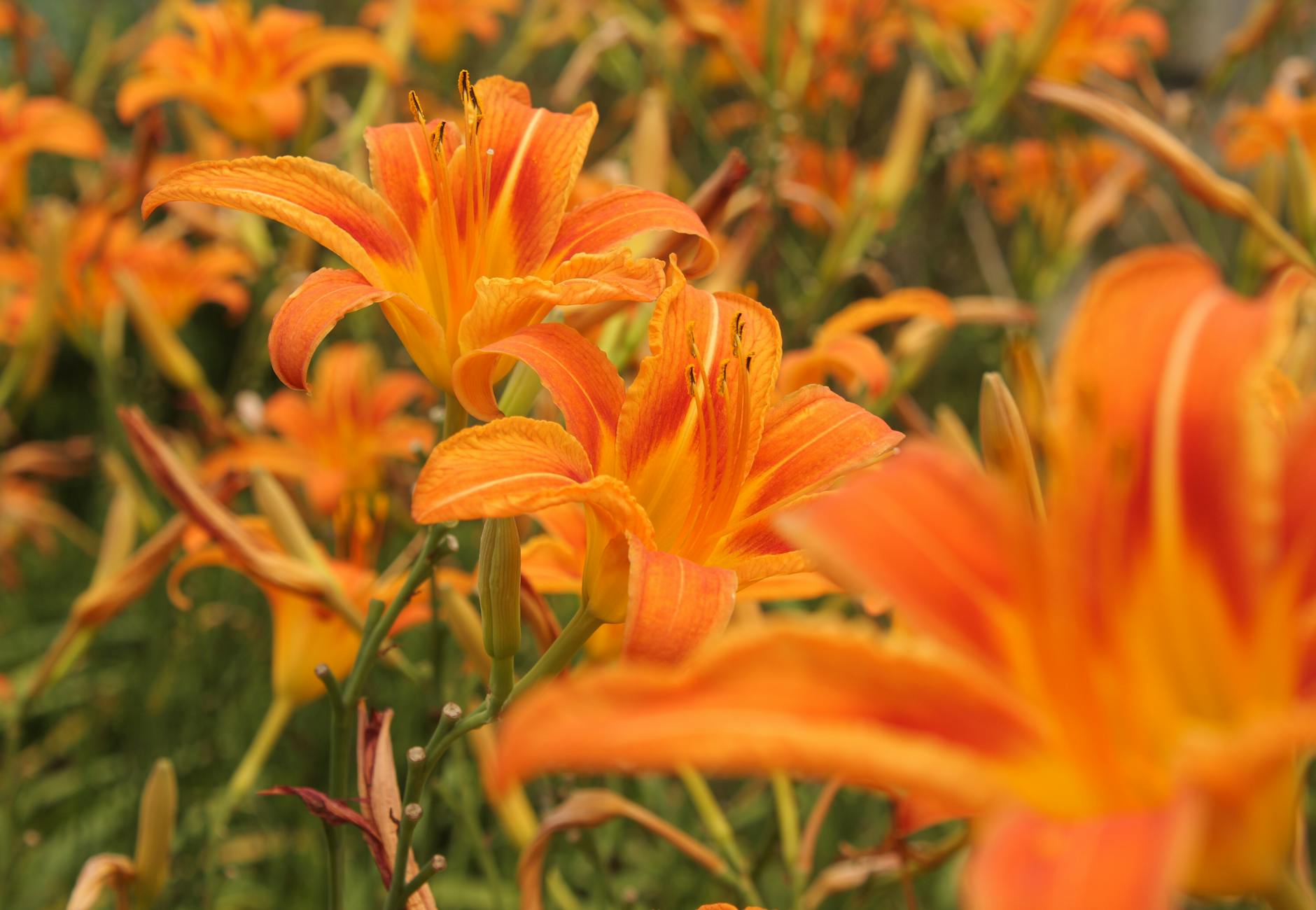 Parque Hemerocallis em Joinville - Brasil