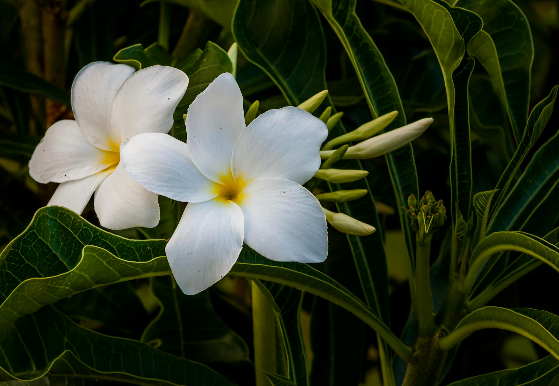 Beija-Flor de Nilópolis em Nilópolis - Brasil