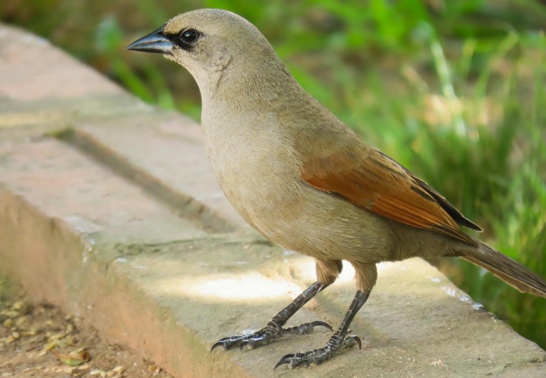 Reserva Indígena Taimbú em Várzea Grande - Brasil